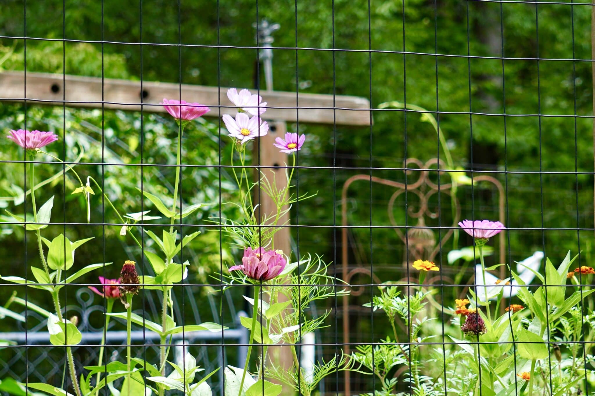 An unruly garden that was let go but was beautiful anyway