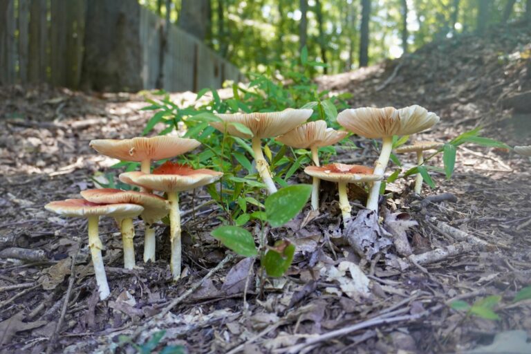 A row of red and white mushrooms on a sloping hill in the sunlight.