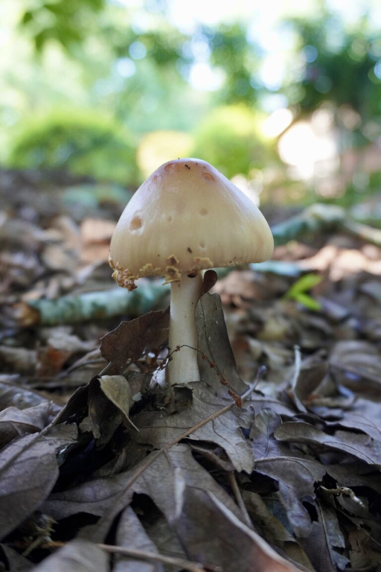 A solitary white mushroom in the woods at sunset.
