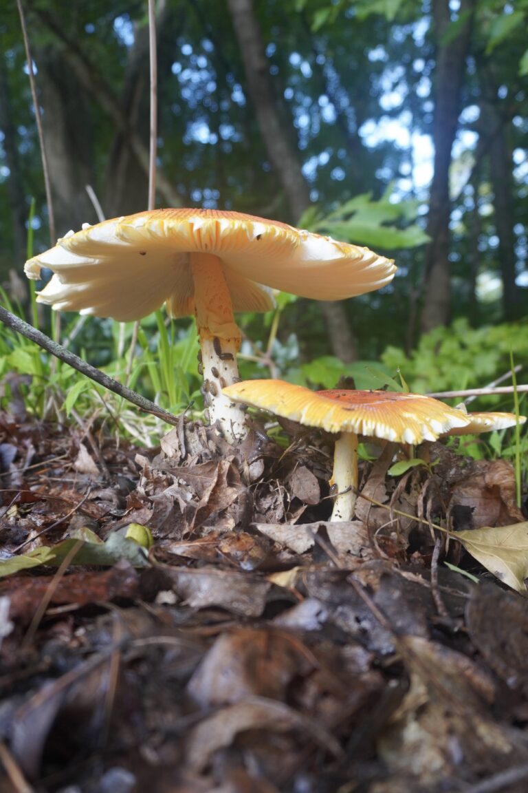 Two orange and white mushrooms glowing in the sunset light in the woods.